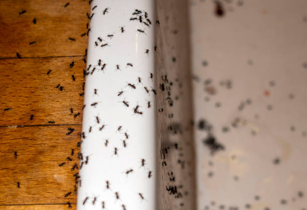 Pest Control for Restaurants in Garrett, TX